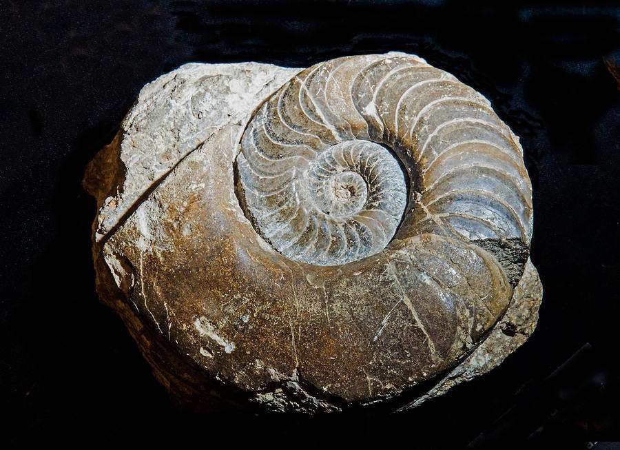 Nautiloid fossil Pussel online