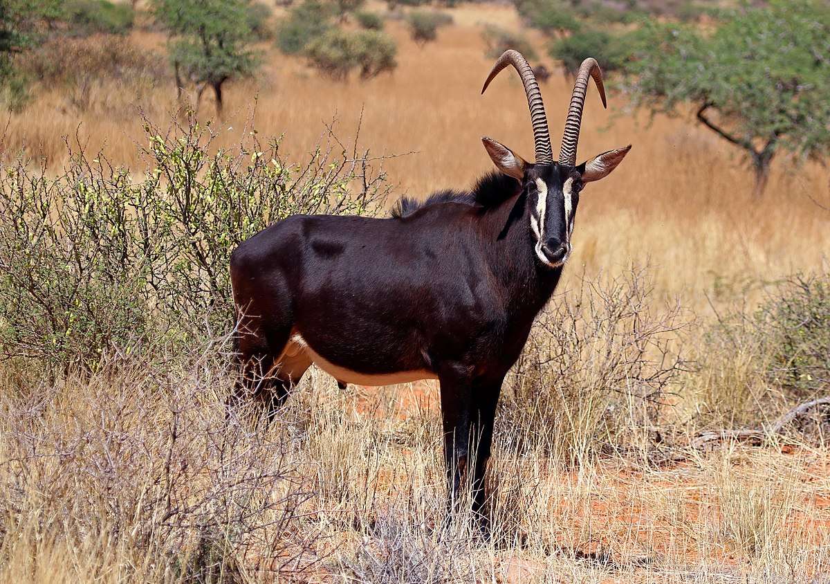 Sable Antelope online παζλ