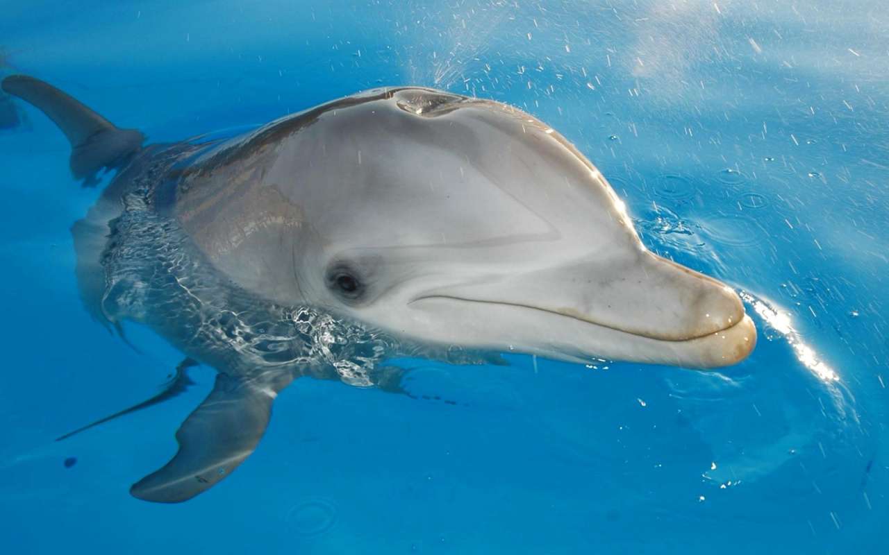 Palackorrú delfin puzzle online a partir de fotografia