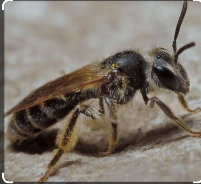 Миньорска пчела онлайн пъзел