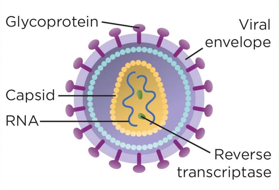 Struktura viru HIV puzzle online z fotografie