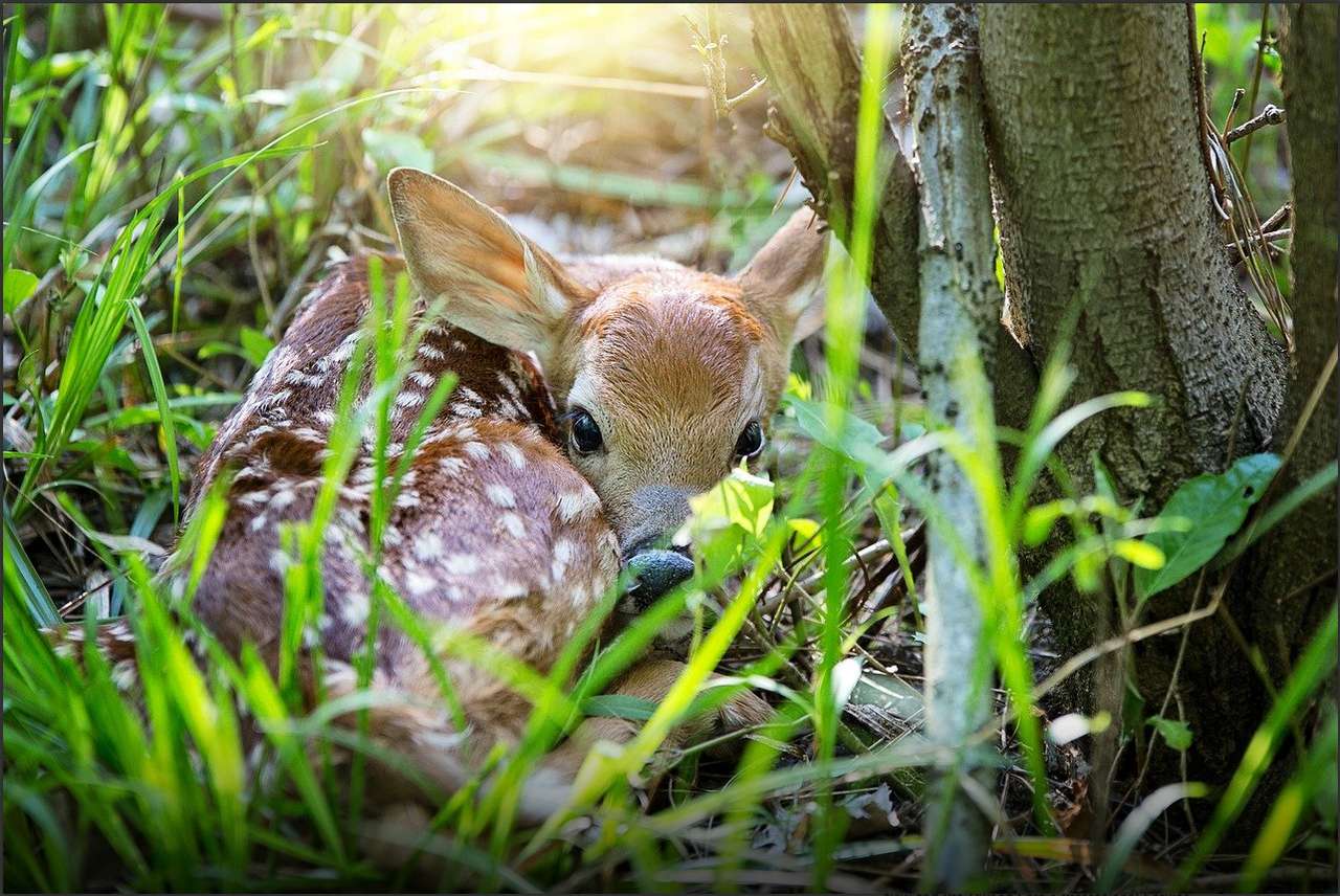 spring fawn online puzzle