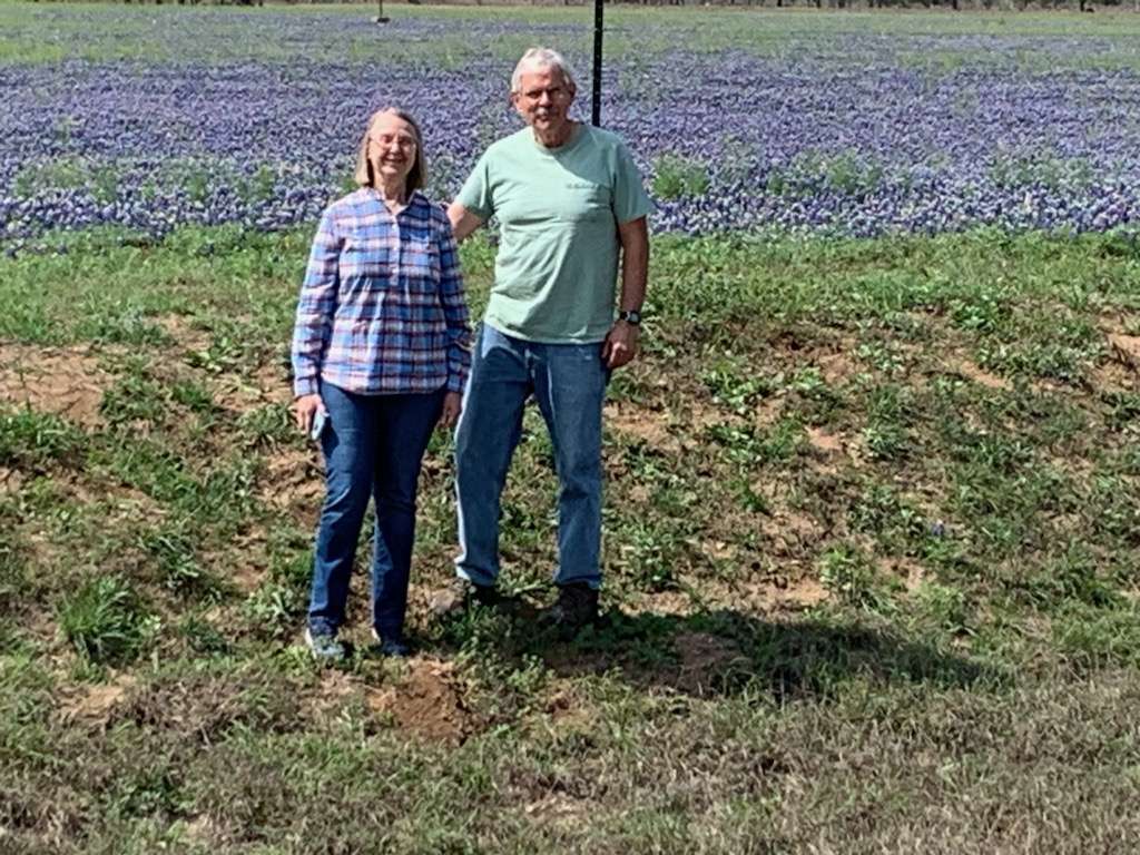 Bluebonnets puzzle online z fotografie