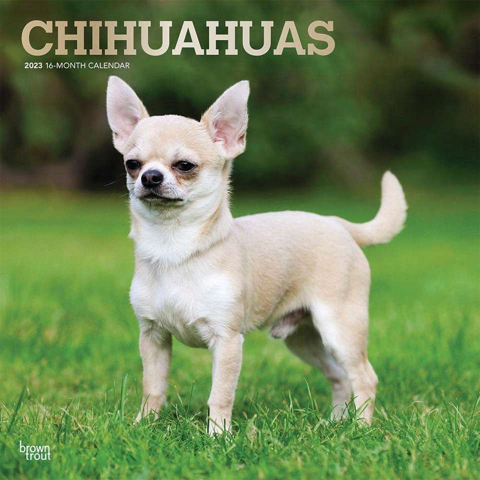 Chihuahua Online-Puzzle vom Foto