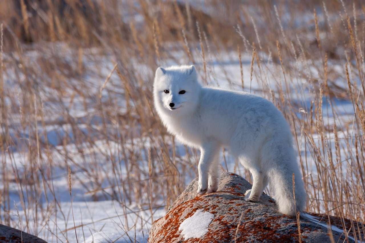 Le renard arctique puzzle en ligne à partir d'une photo