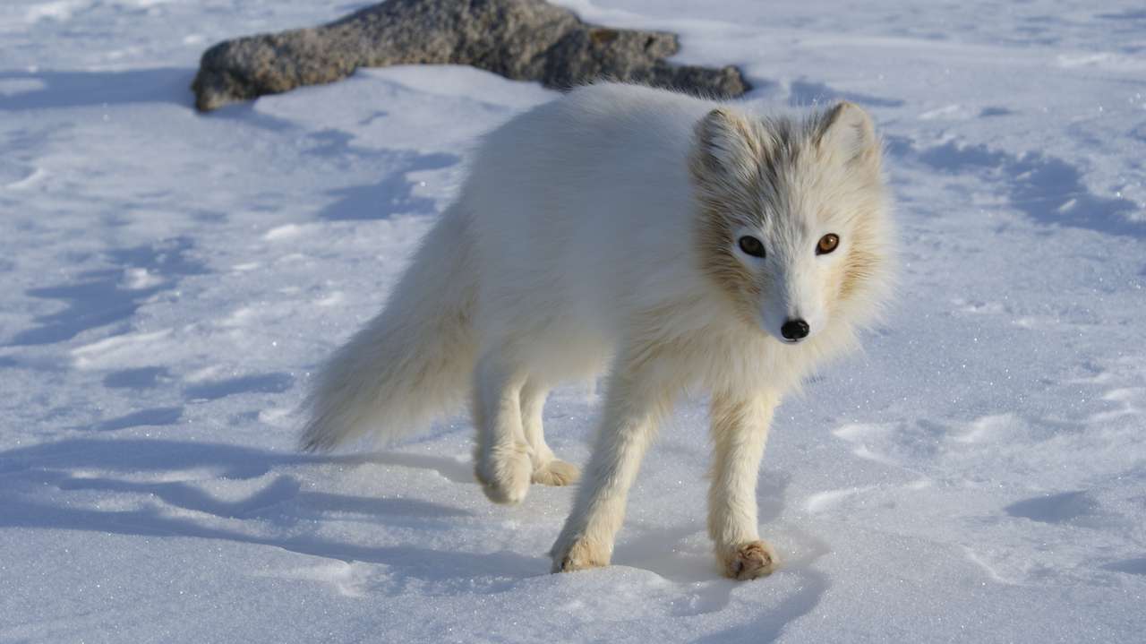 Арктическая лиса пазл онлайн из фото