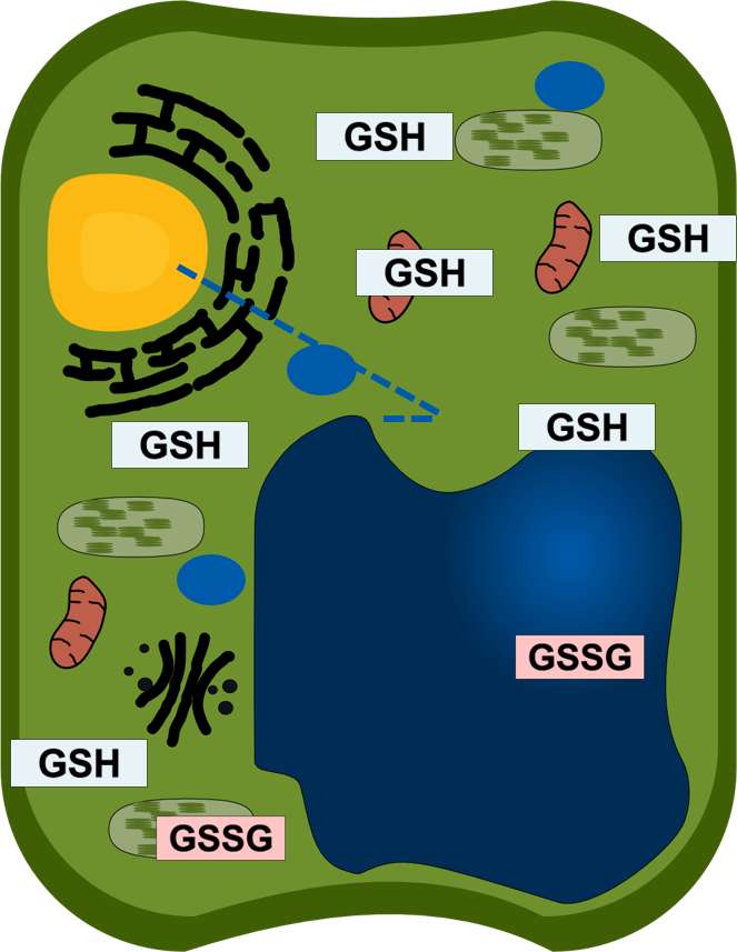 植物細胞グルタチオン オンラインパズル