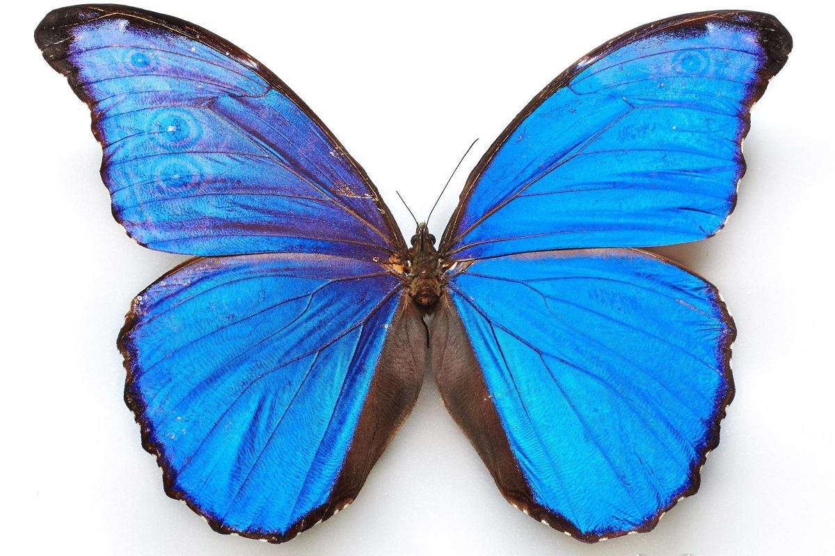 青い蝶 写真からオンラインパズル