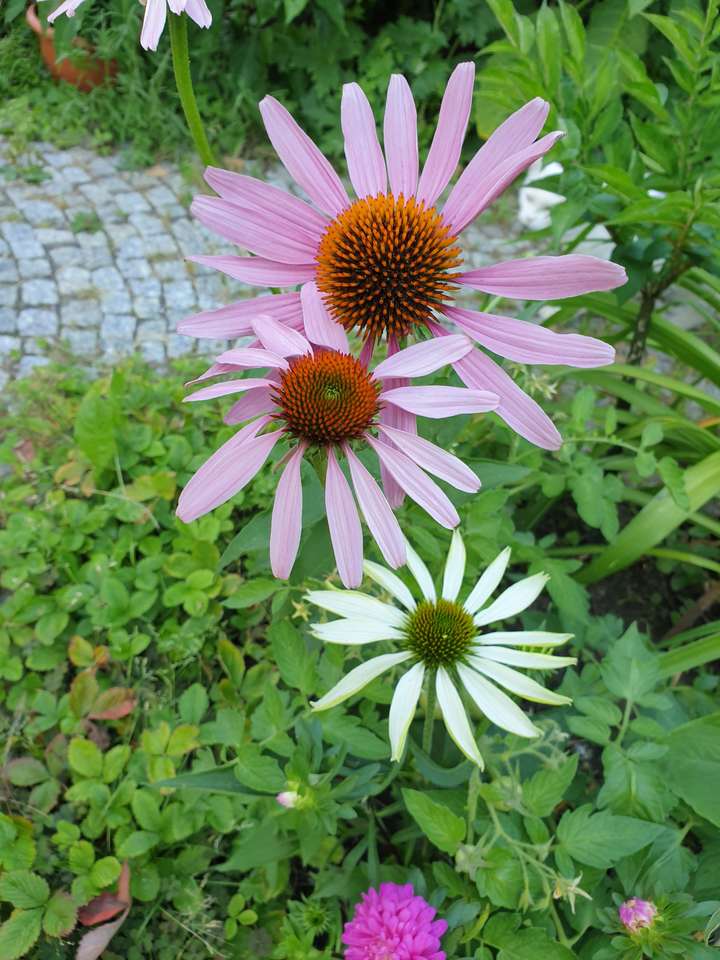 Purple coneflower puzzle online from photo
