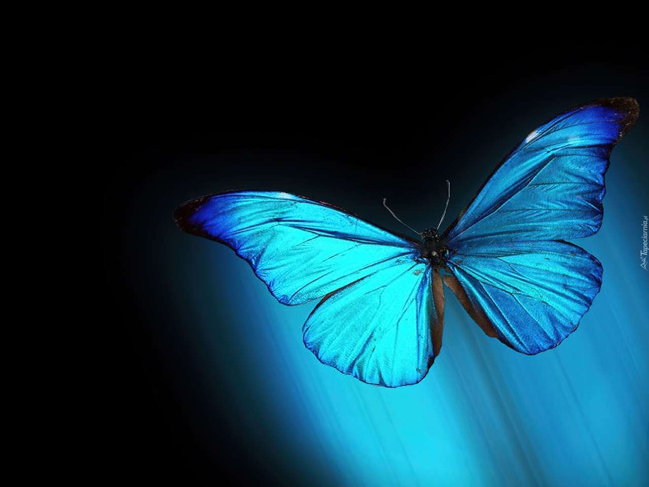синій метелик онлайн пазл