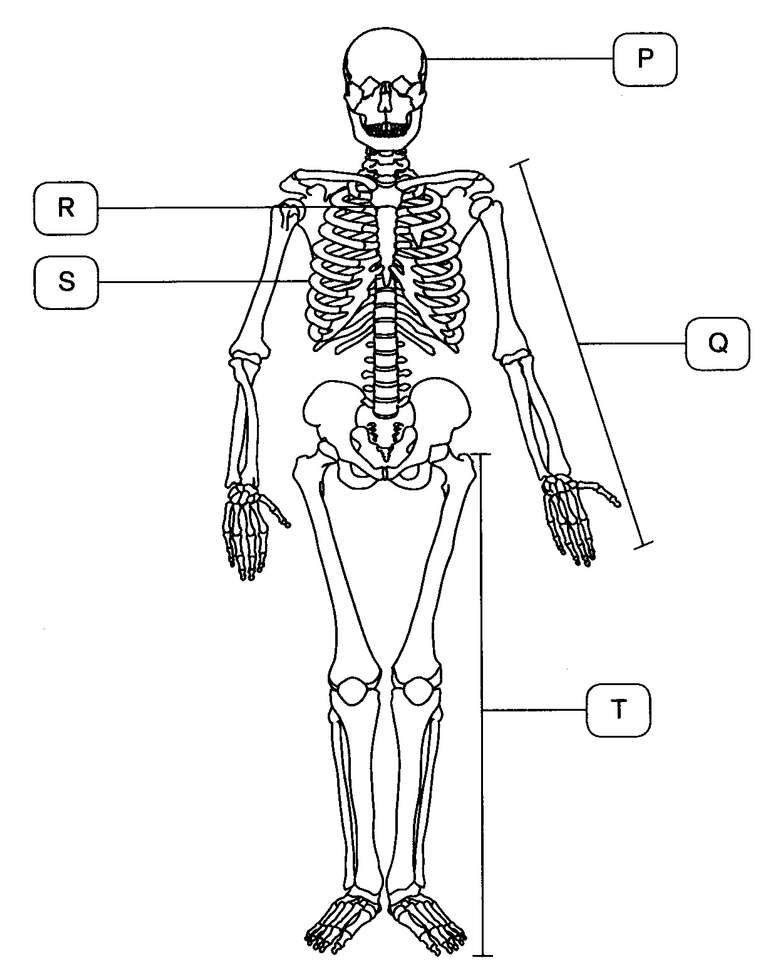 Tulang Manusia puzzle online a partir de fotografia