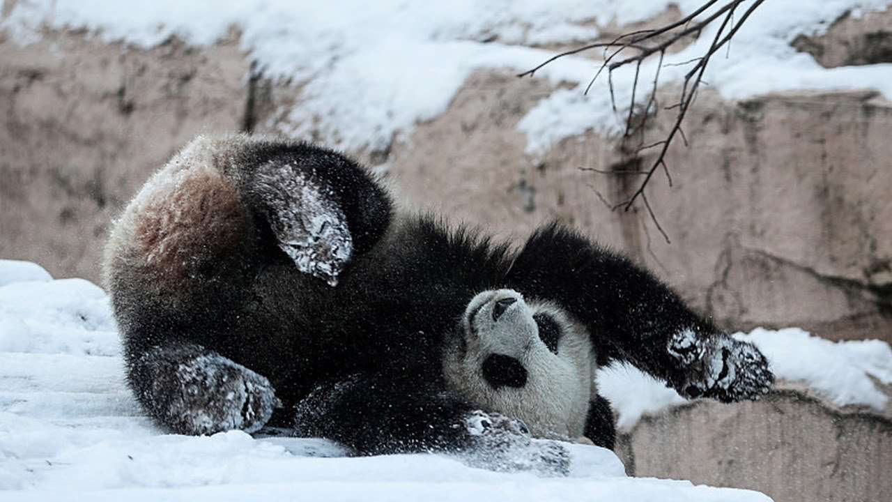 Zoo på vintern pussel online från foto