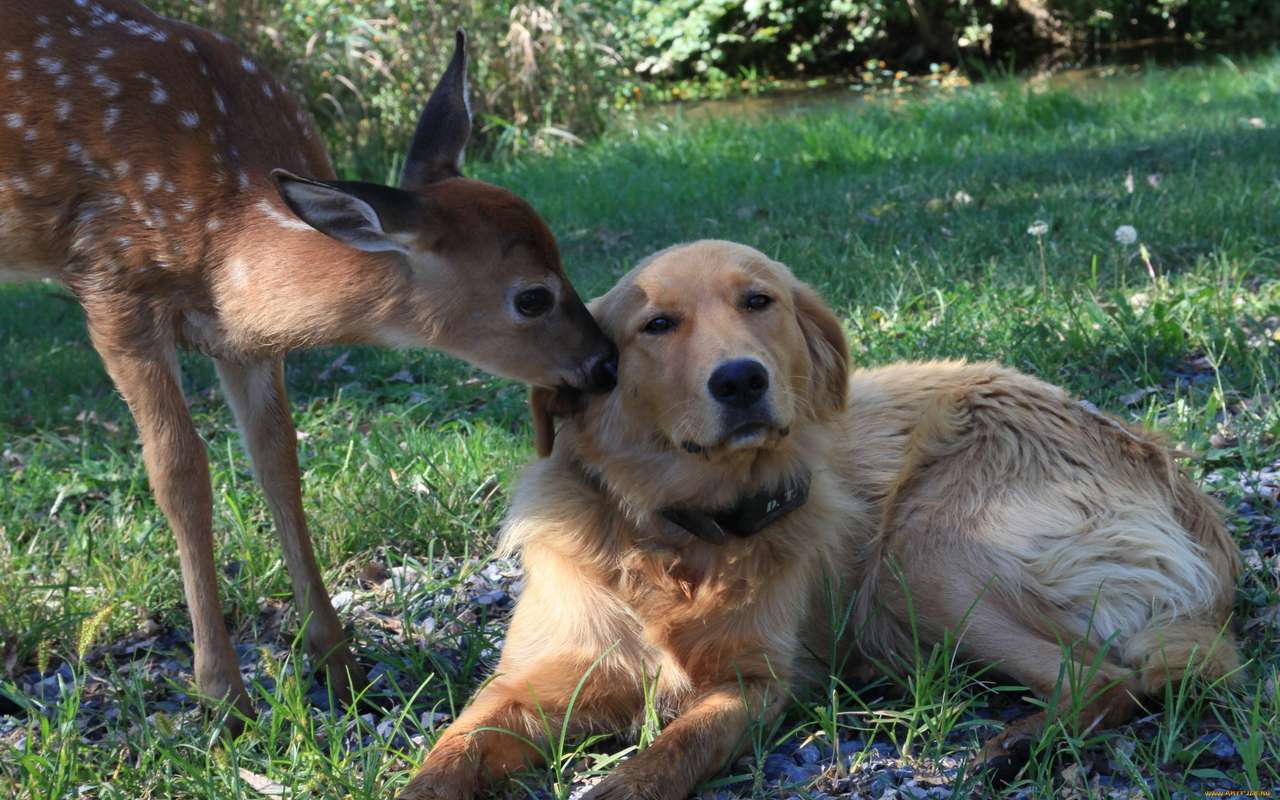 de dieren puzzel online van foto