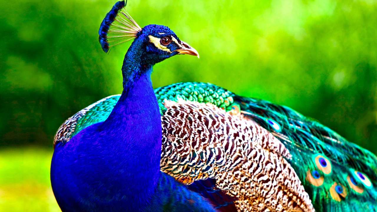 ~ Yup It's A Peacock ~ online puzzle