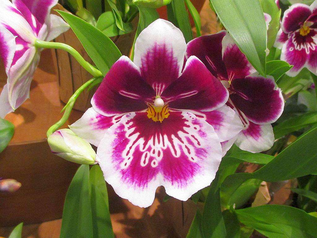 orquídeas coloridas puzzle online