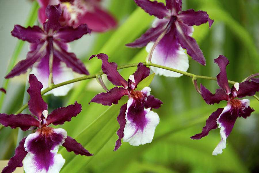 ~ Лилави смесени орхидеи ~ онлайн пъзел от снимка