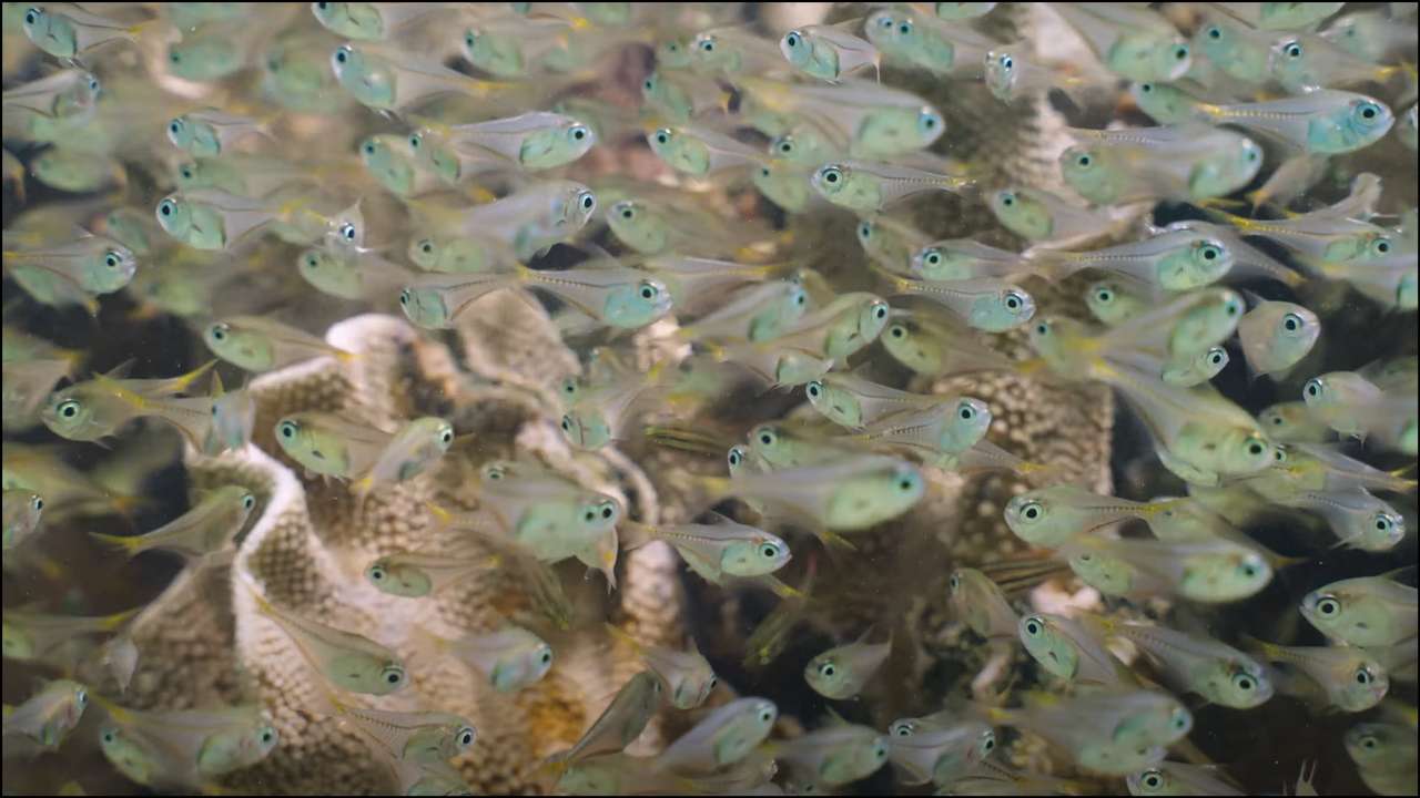 Isca de peixe puzzle online a partir de fotografia
