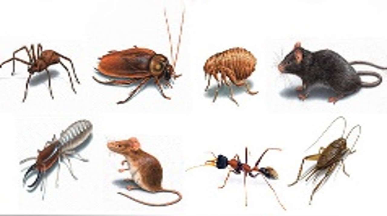 pests and rodents puzzle online from photo