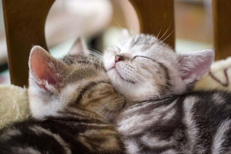 χαριτωμένα φιλικά γατάκια online παζλ