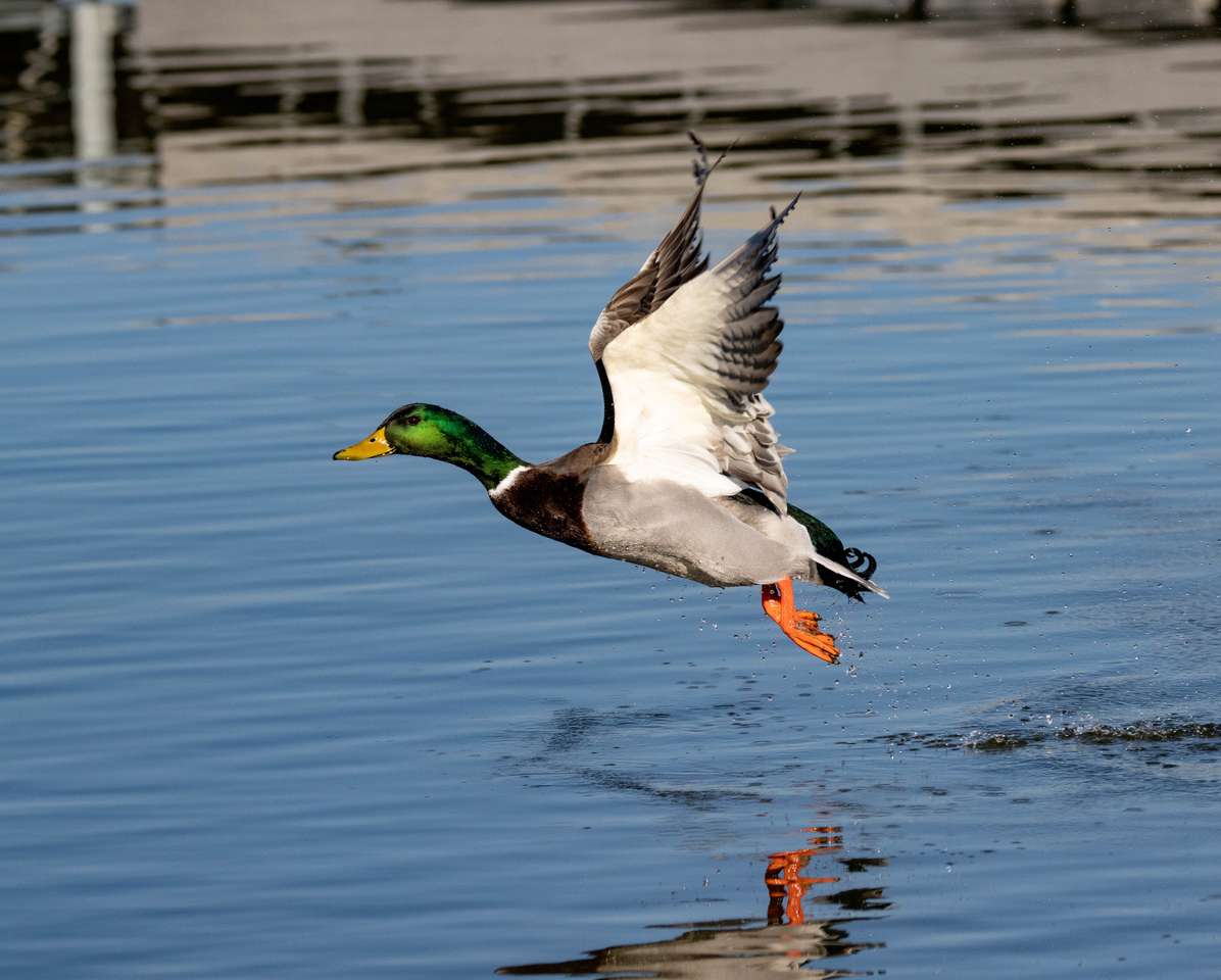 Duck in flight online puzzle