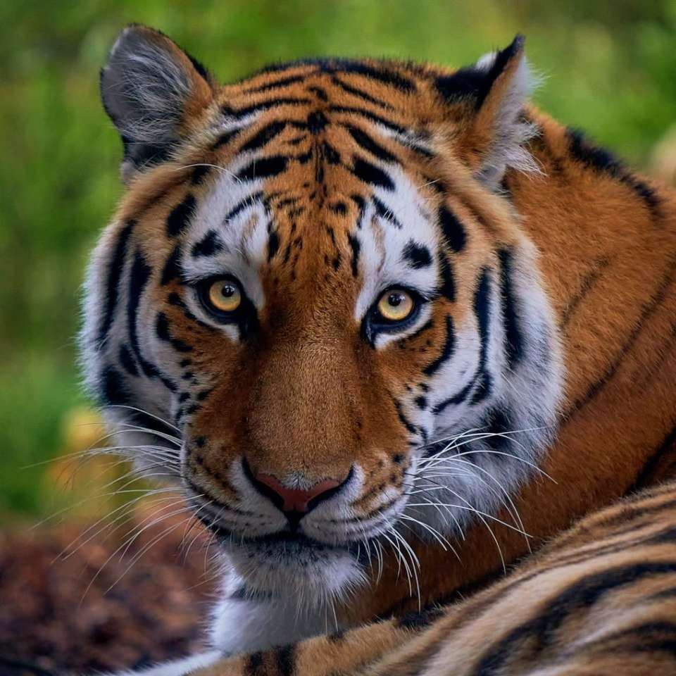 παζλ τίγρης παζλ online από φωτογραφία