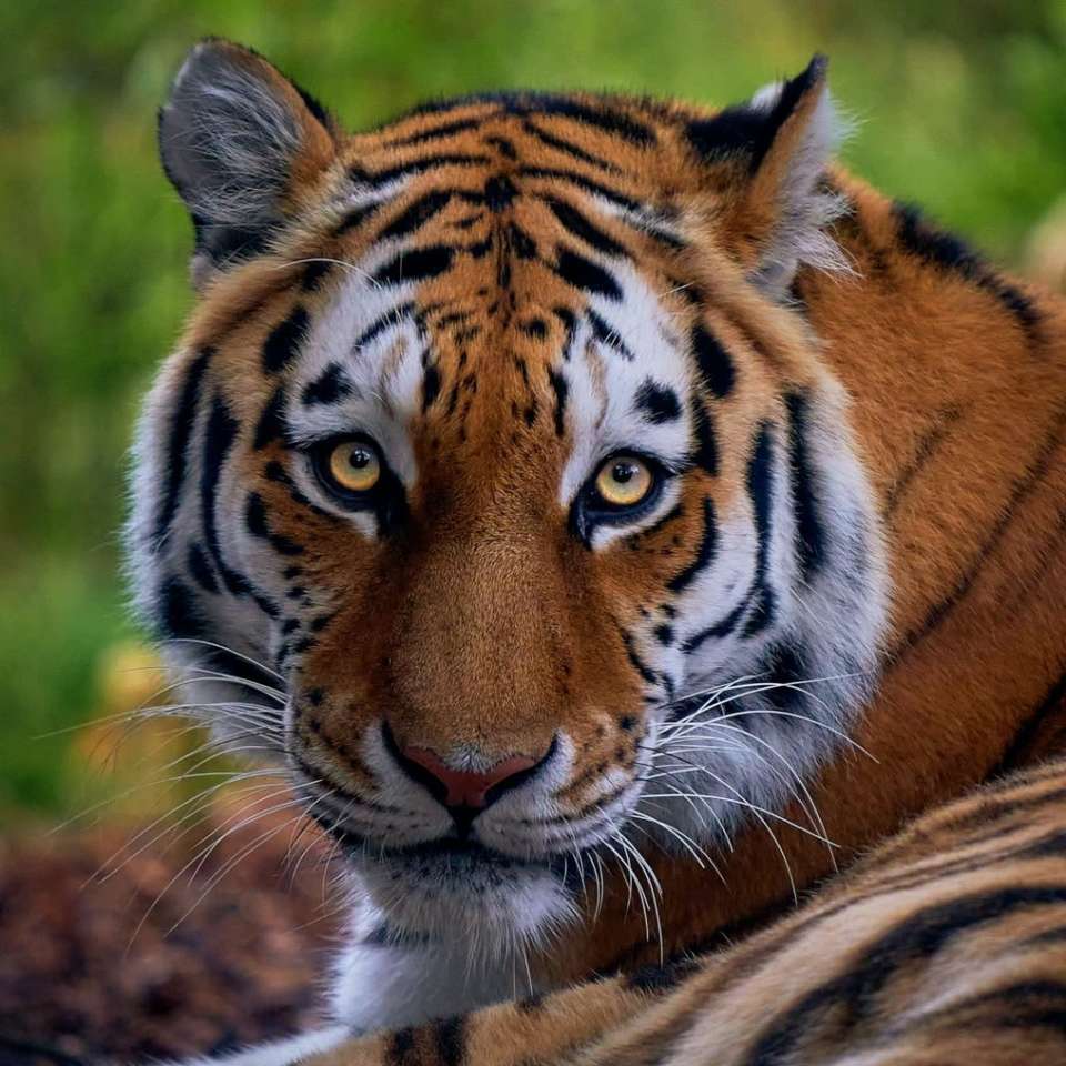 quebra-cabeça de tigre puzzle online a partir de fotografia