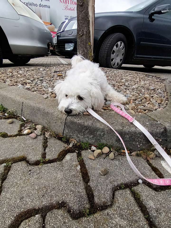 Гавкаючий пес скласти пазл онлайн з фото
