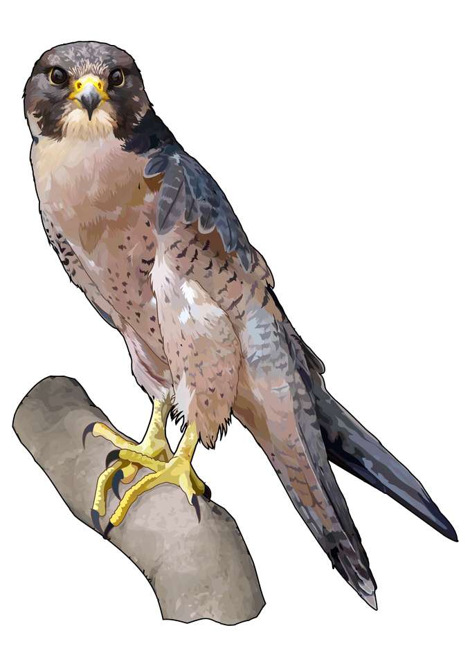 Tagarote Falcon Pussel online