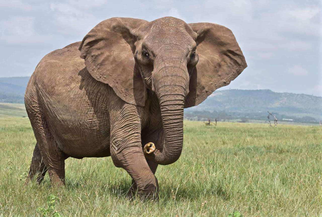 Слон онлайн пазл