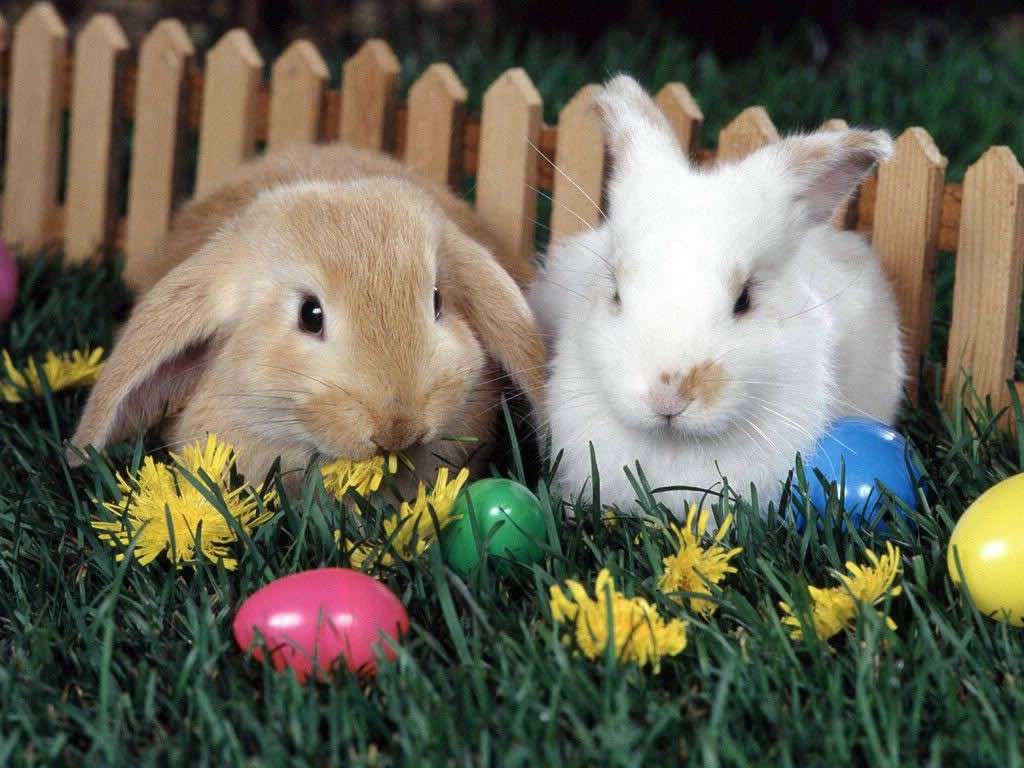 Paques lapins puzzle en ligne