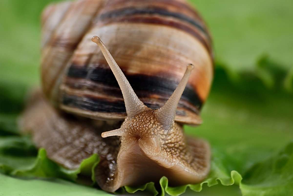 Snail on the grass online puzzle