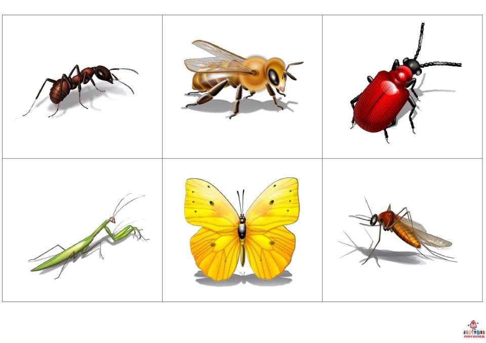 insetti puzzle online da foto