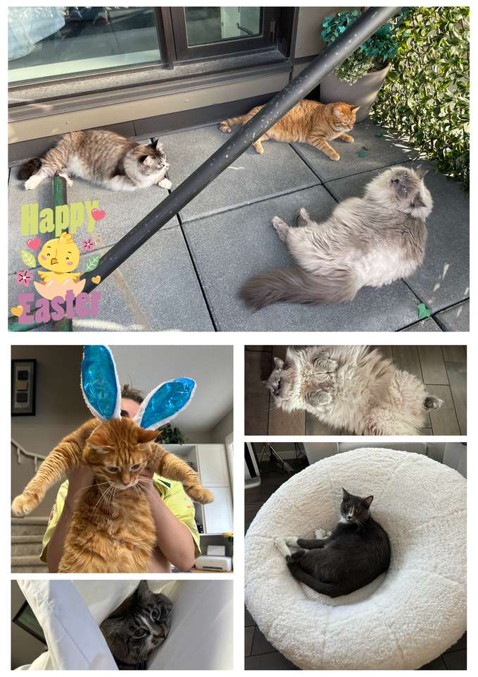 Easter Kitties online puzzle