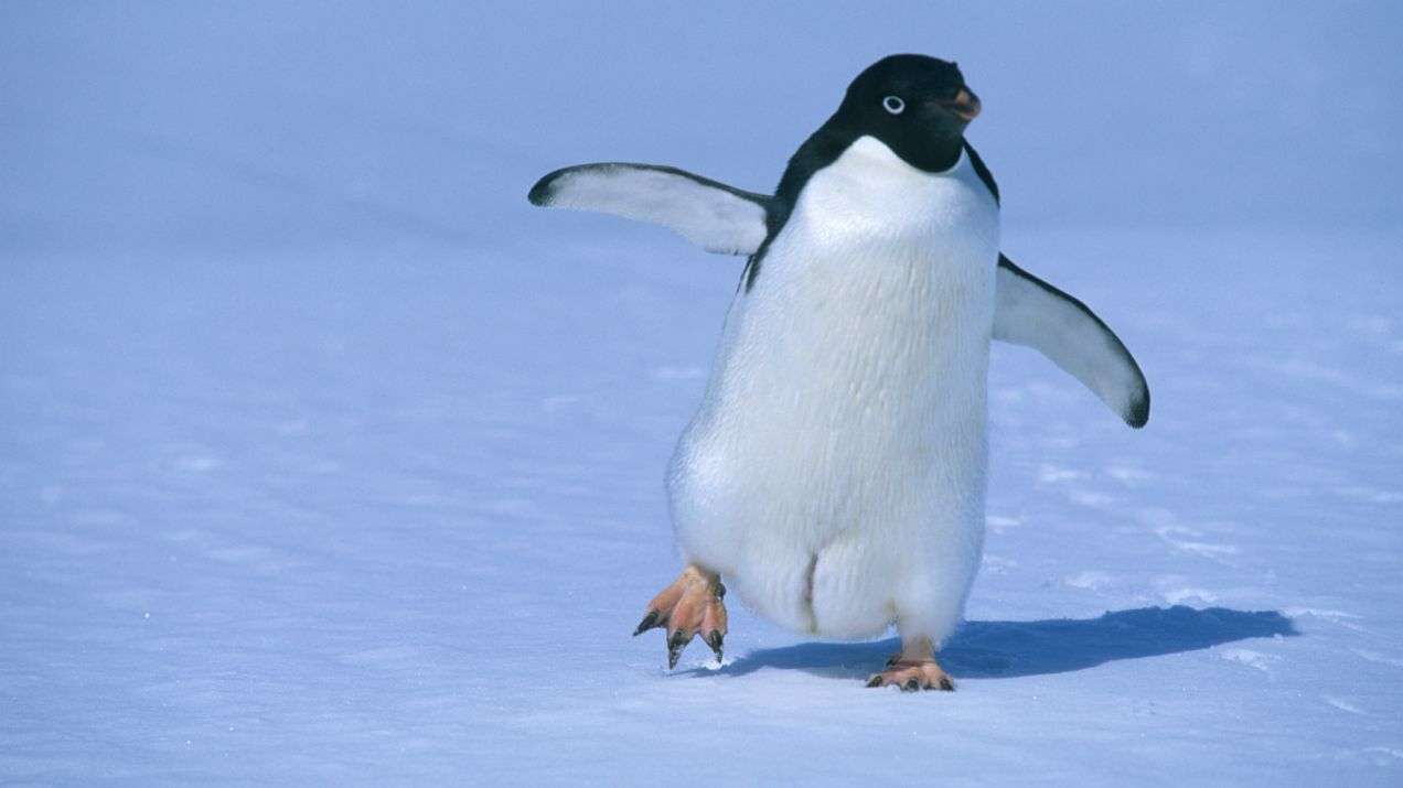 #PingwinCzelenż онлайн пъзел