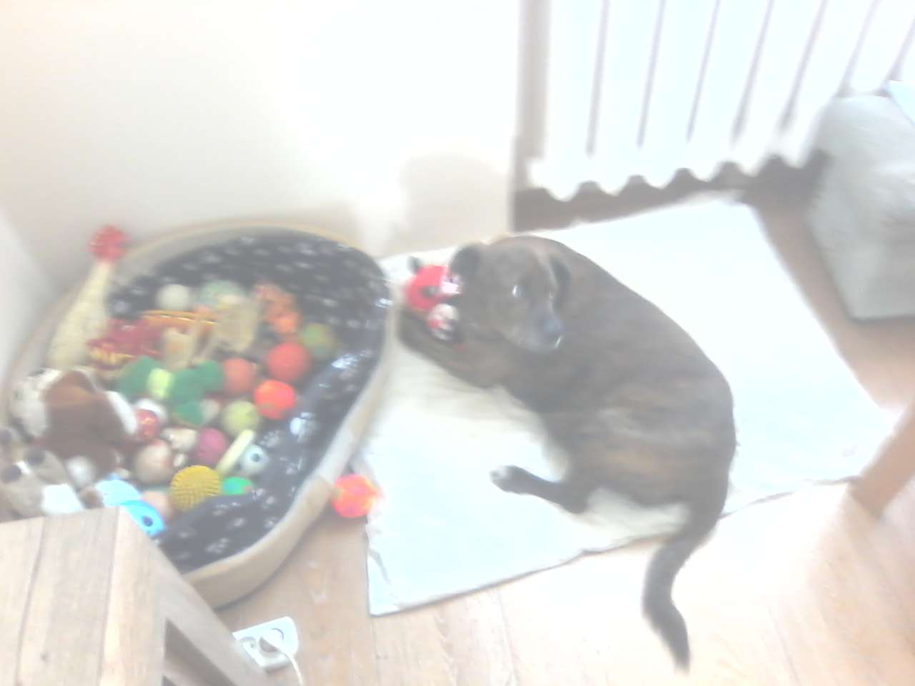 Max entre os brinquedos. puzzle online a partir de fotografia