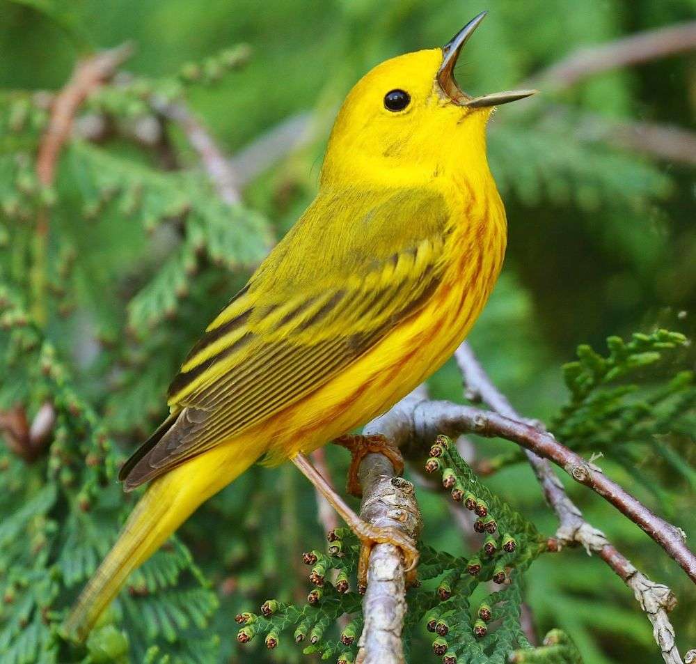 Κίτρινο πουλί που τραγουδά παζλ online από φωτογραφία