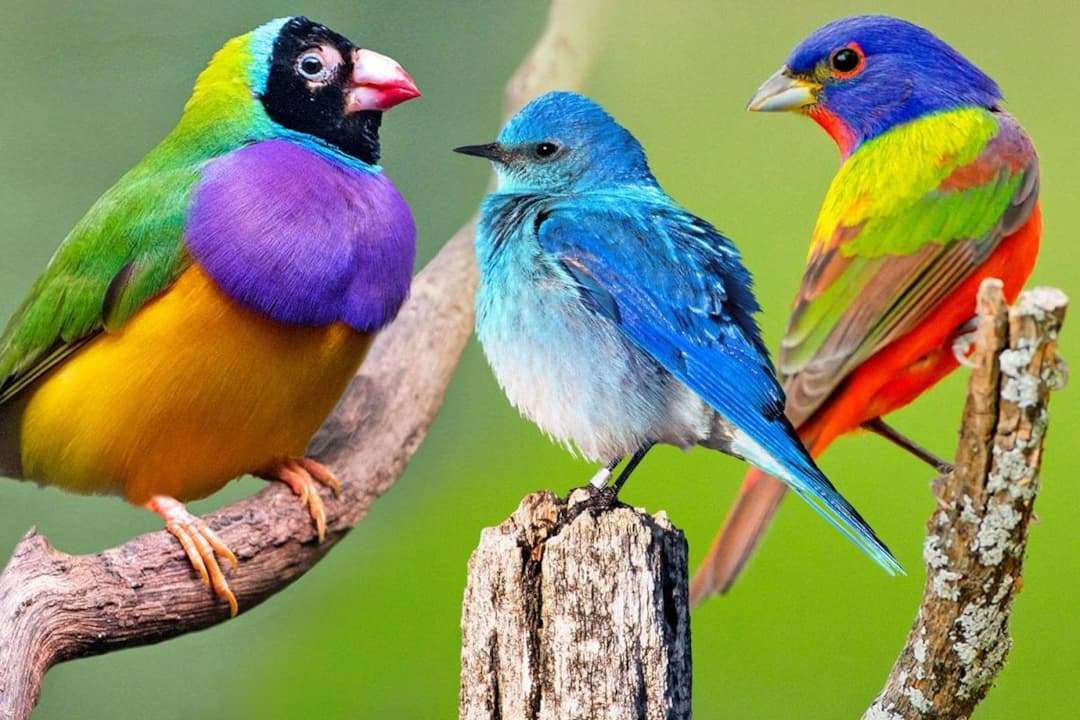 oiseaux chut puzzle en ligne