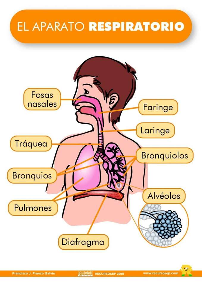 Respiratory System online puzzle