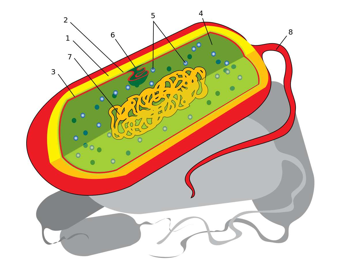 Prokaryotic cell puzzle online from photo