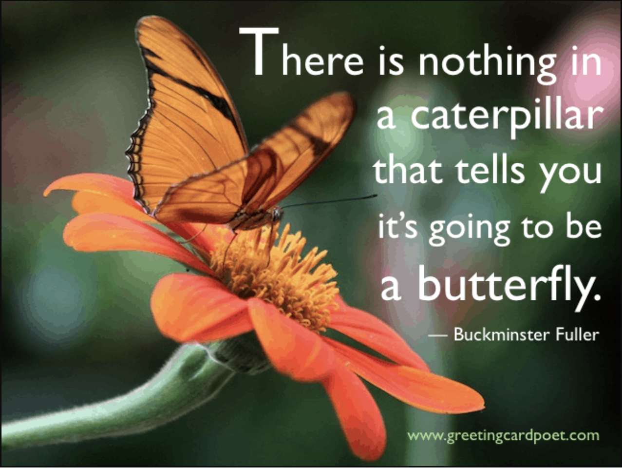 Rompecabezas de mariposas puzzle online a partir de foto