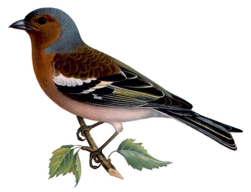 finch bird puzzle online from photo