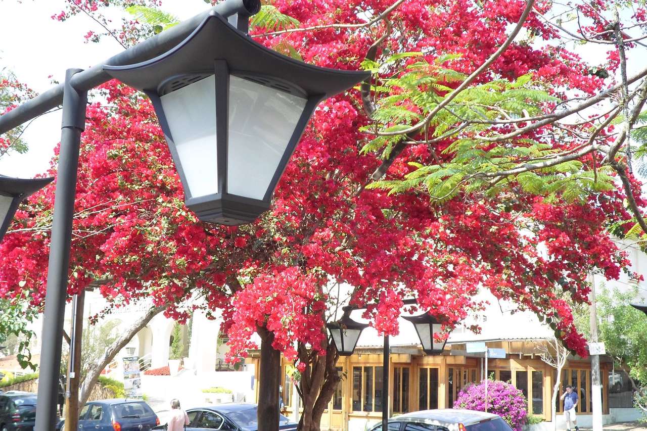 Красиво цъфтящо дърво и уличен аплик онлайн пъзел от снимка