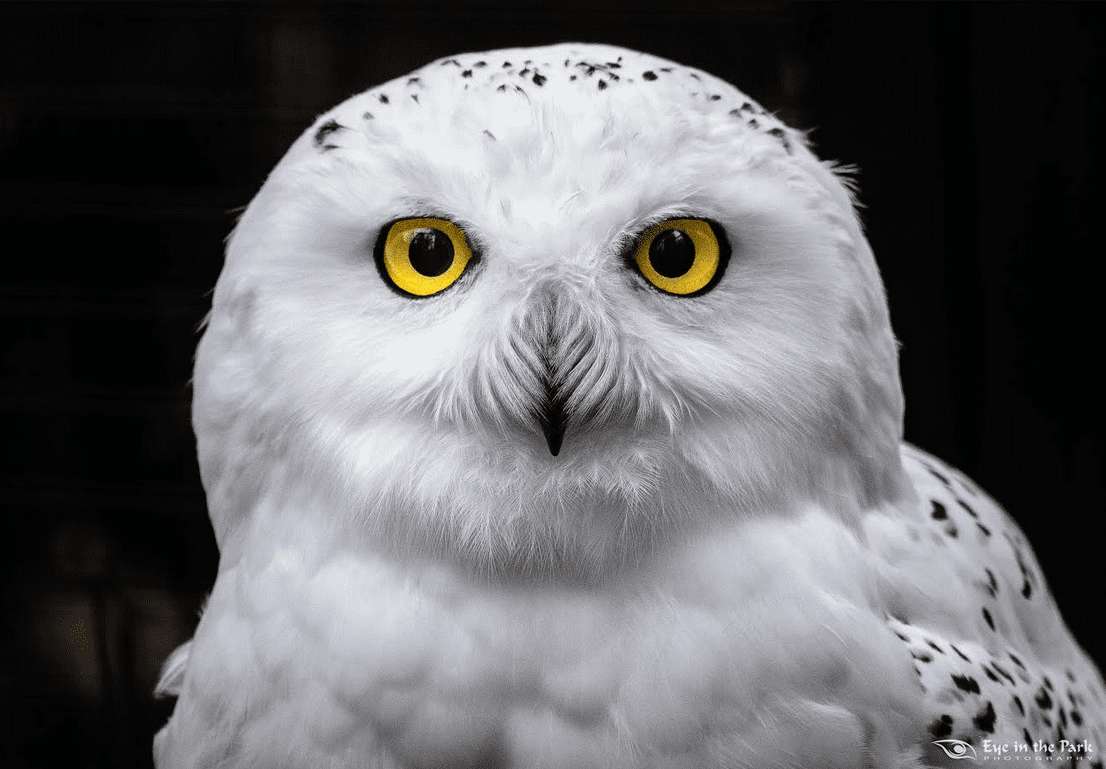 snowy owl puzzle online from photo