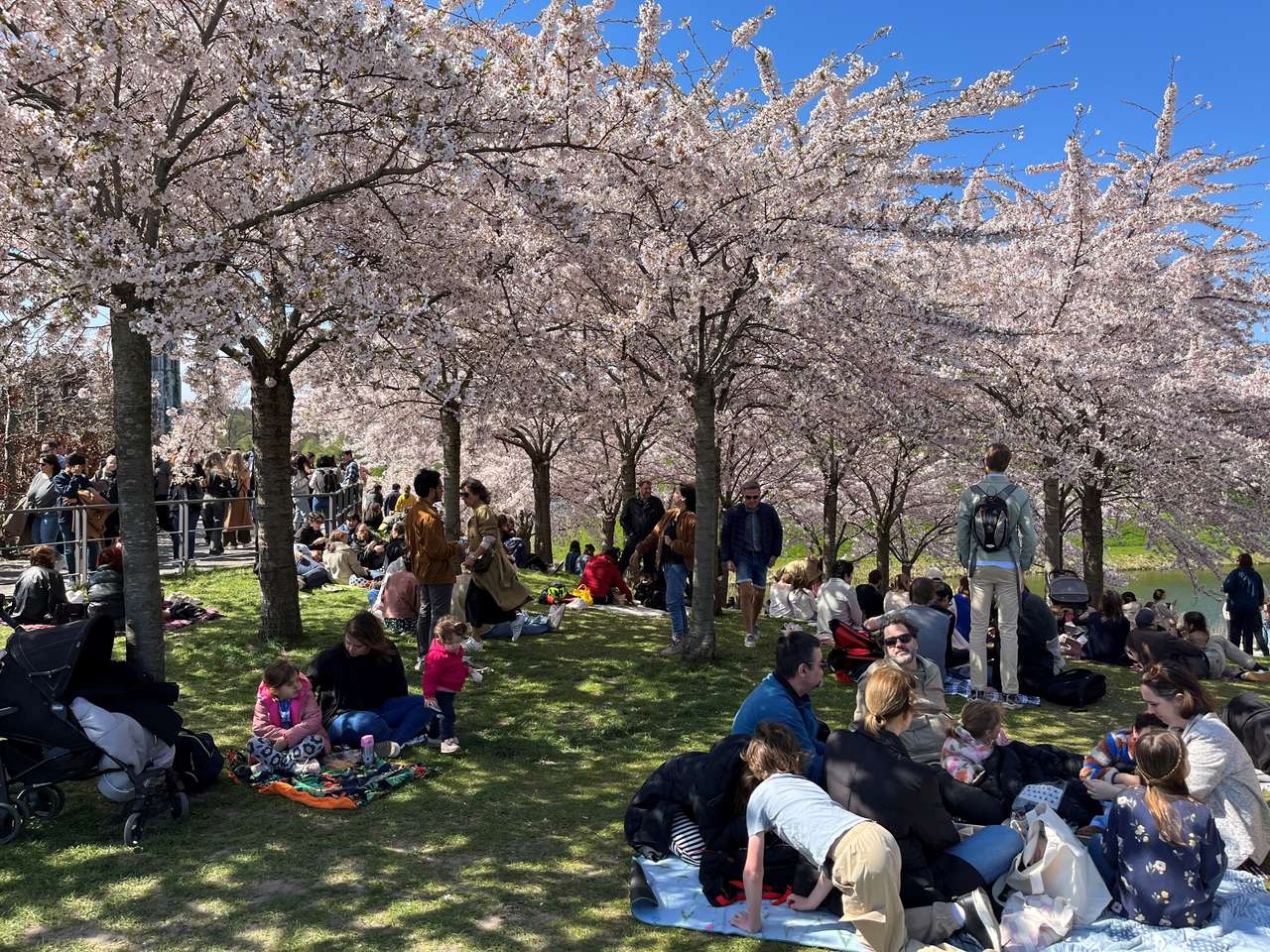 Sakura festival puzzle online from photo