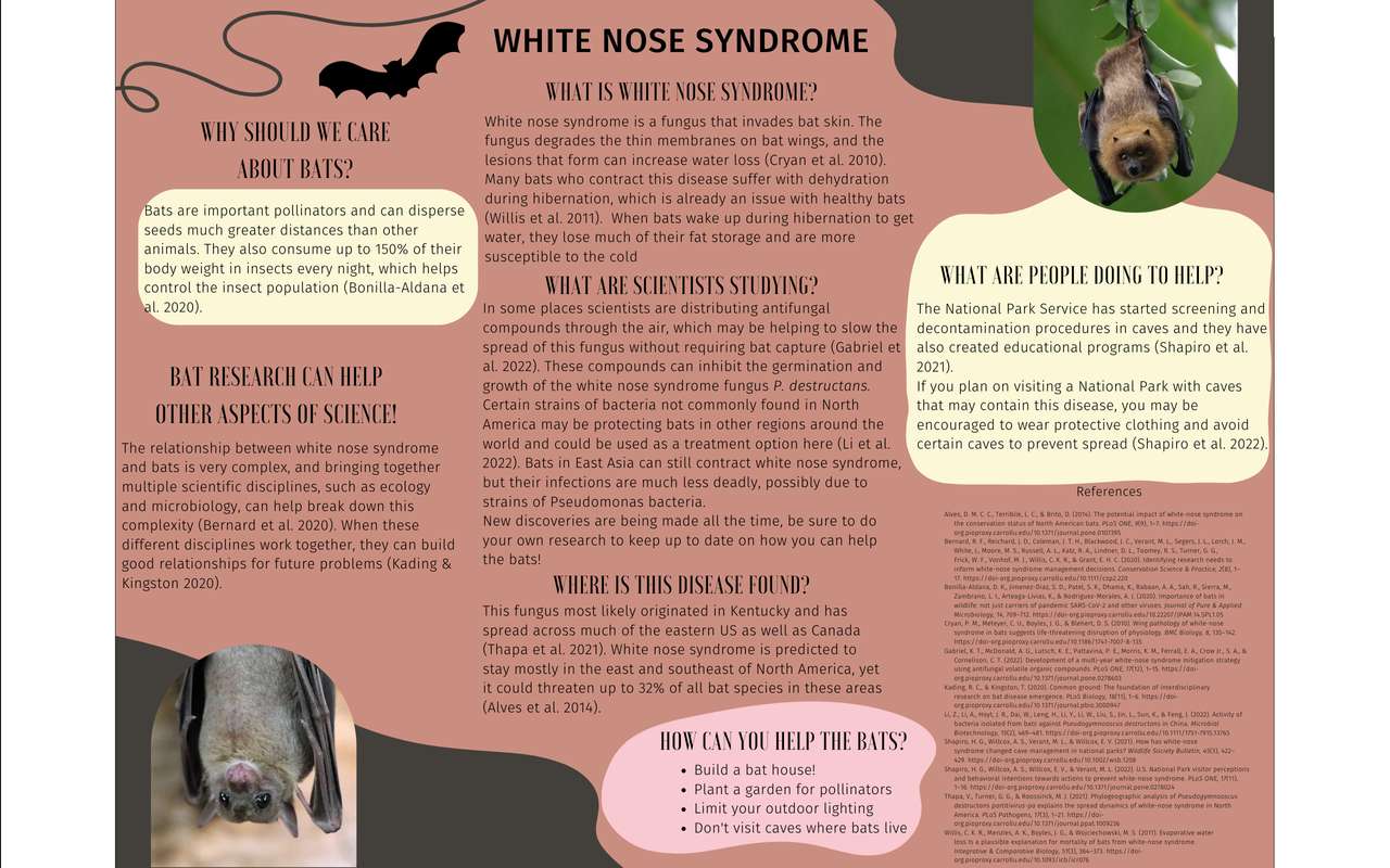 White Nose Syndrome online puzzle