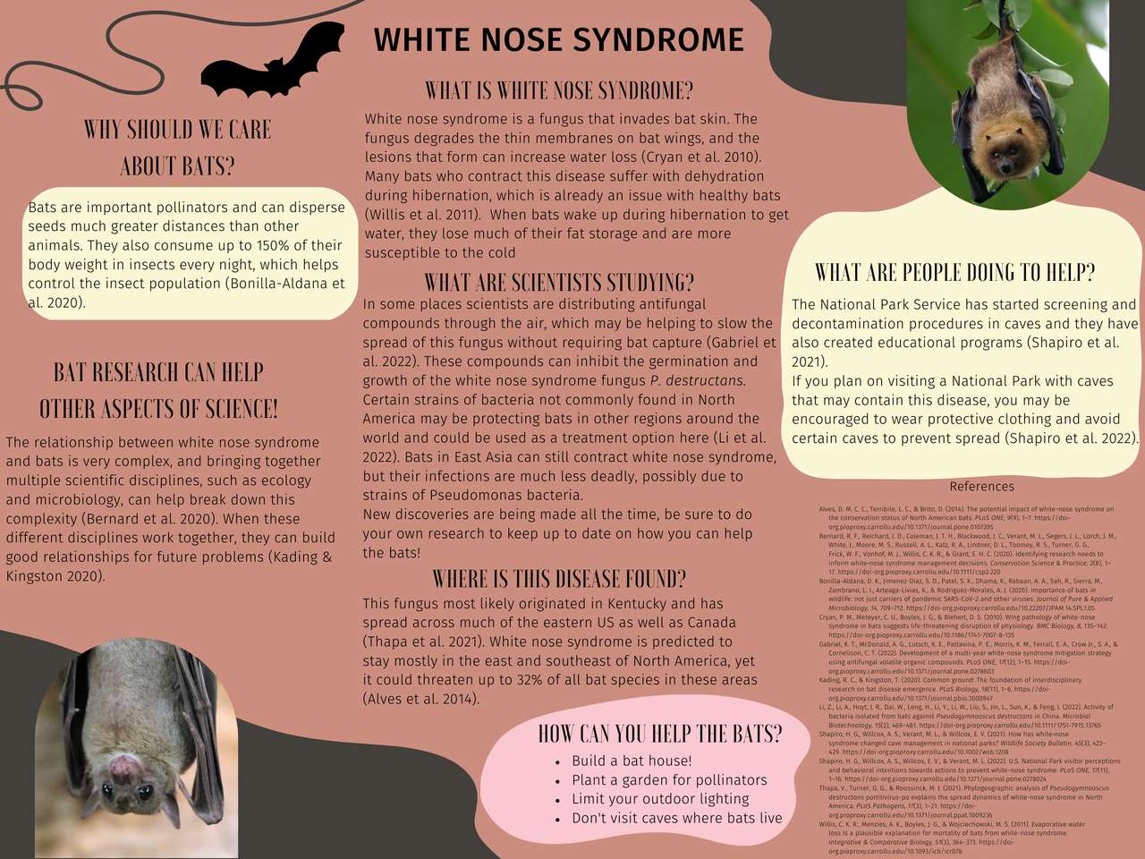 White nose syndrome online puzzle