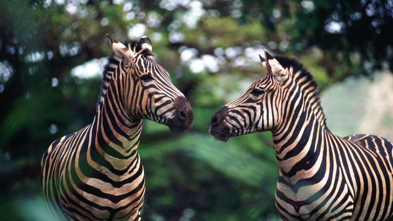 Zebra a könyvhöz online puzzle