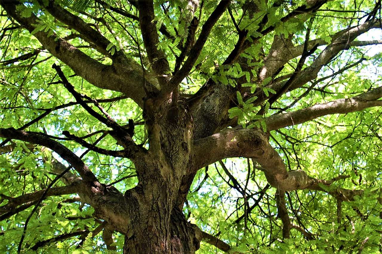 tree with green leaves online puzzle