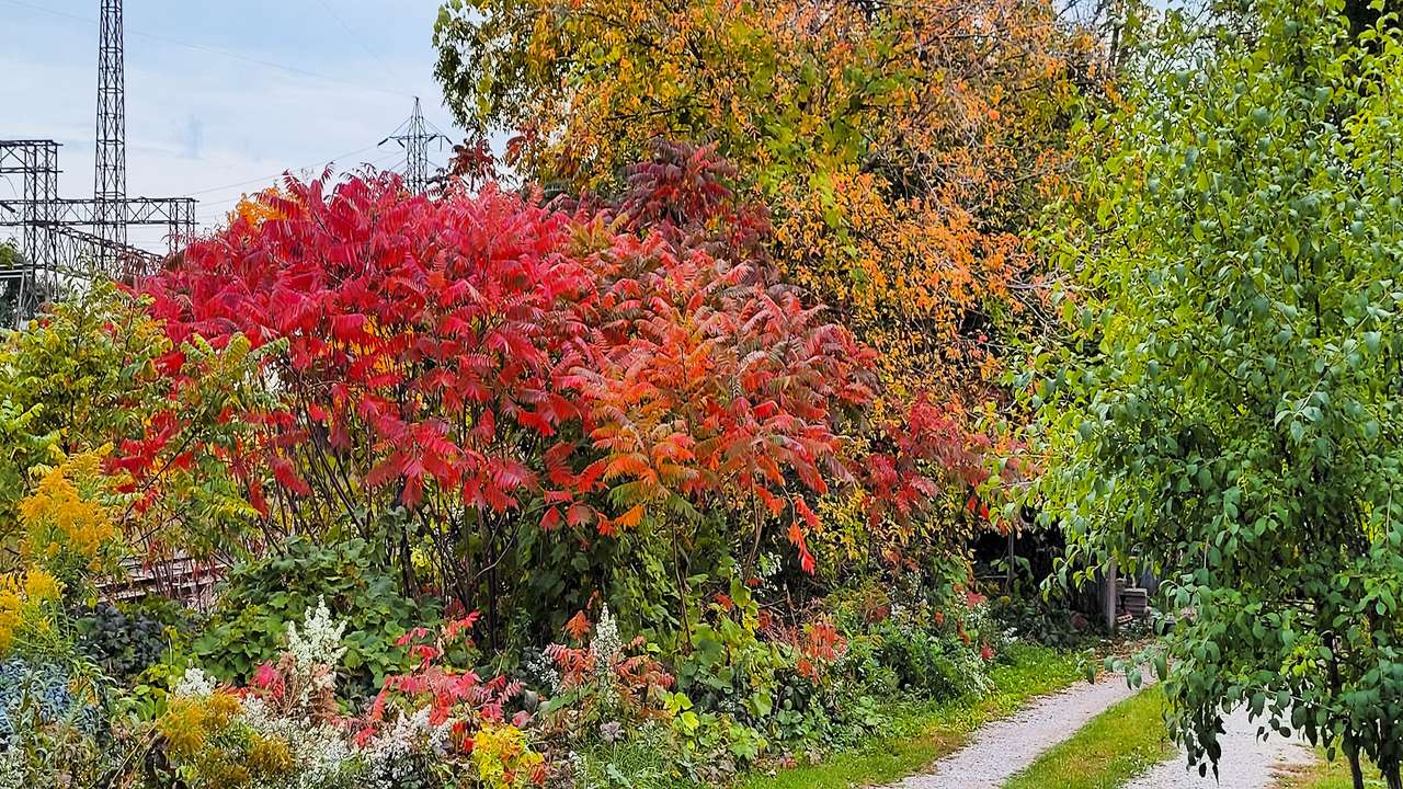 Herfstkleuren in Londen online puzzel