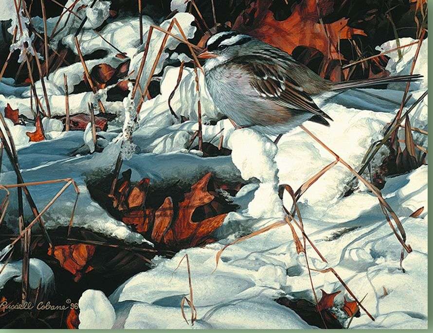 Птица в сняг и вода онлайн пъзел от снимка